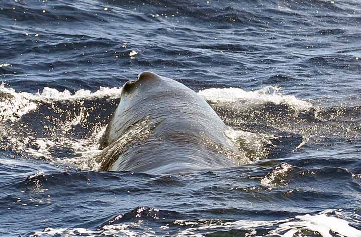 Sperm whale images