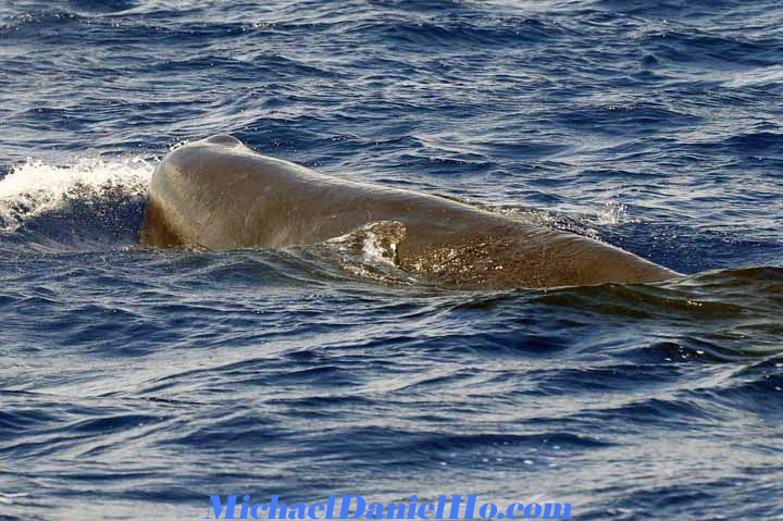 Sperm whale pics