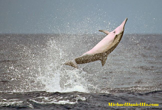 spinner dolphin in the air