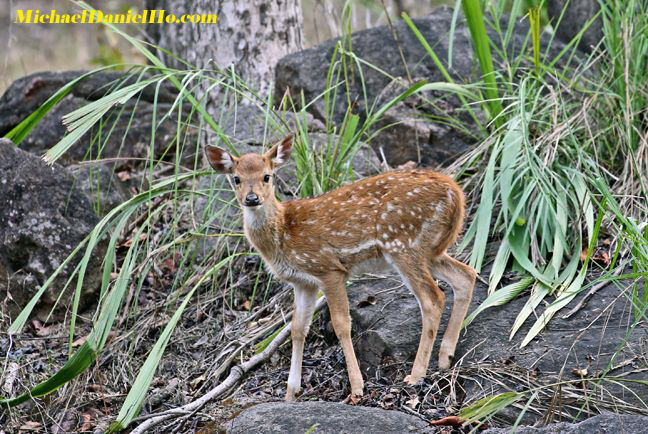 photo of spotted deer in India