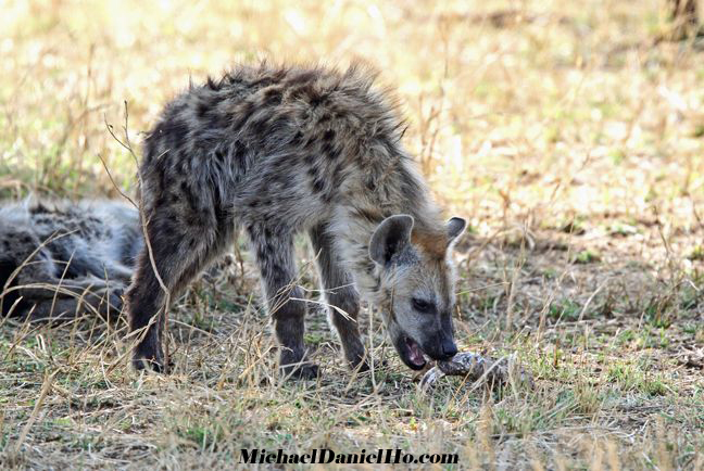 female spotted hyena