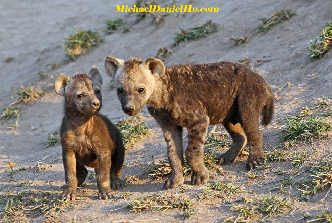 spotted hyena cubs in Africa