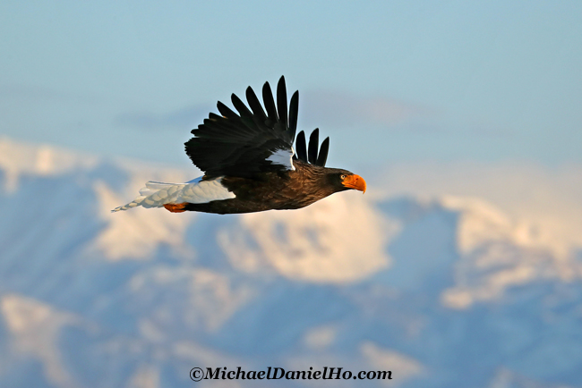 photo of steller sea eagle in flight