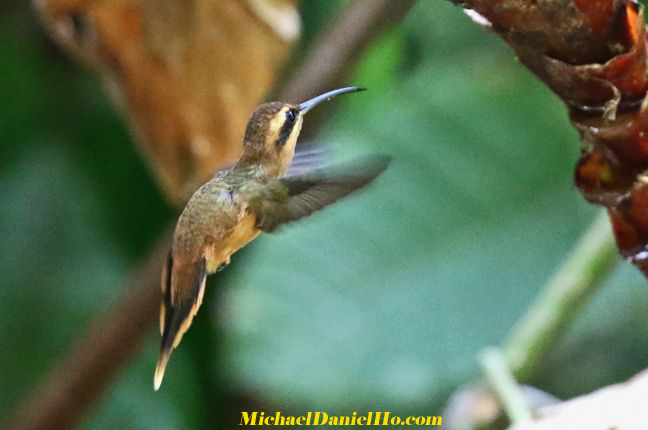 stripe-throated hermit hummingbird in costa rica
