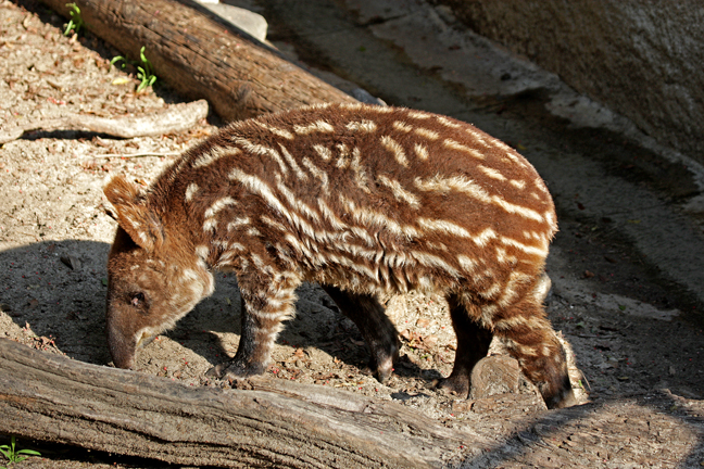 photo of tapir