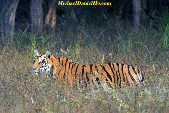 wild Tiger photos