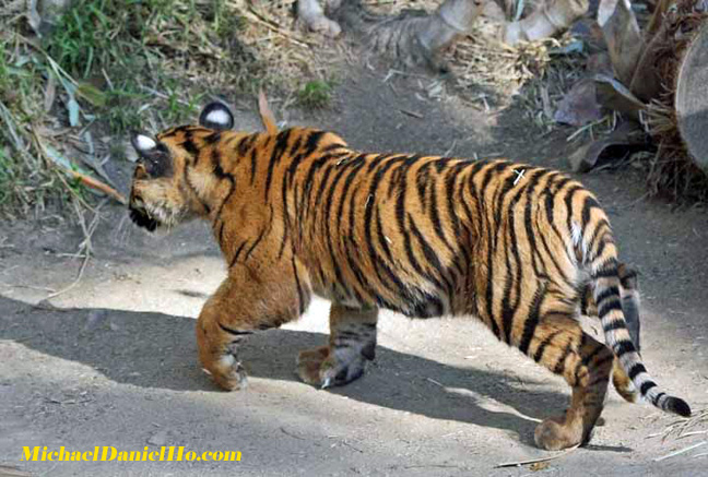 wild tiger photos