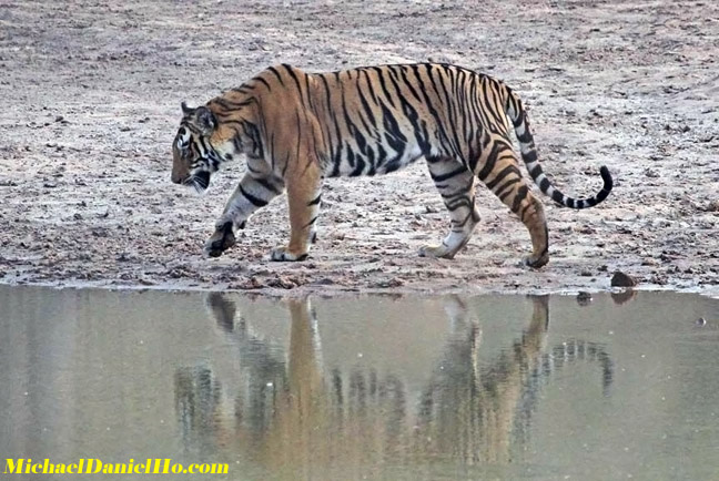 Bengal Tiger photos