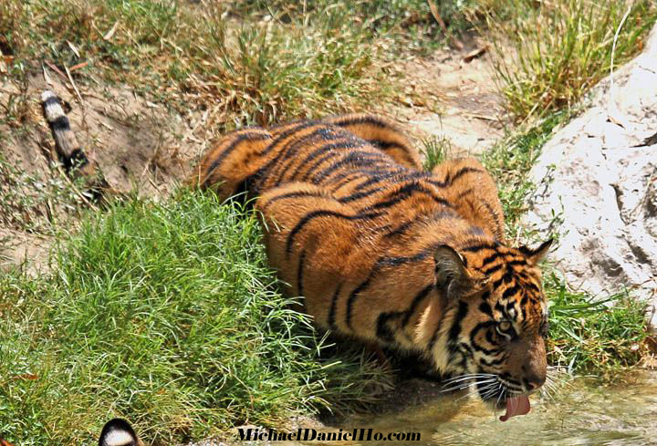 bengal Tiger photos