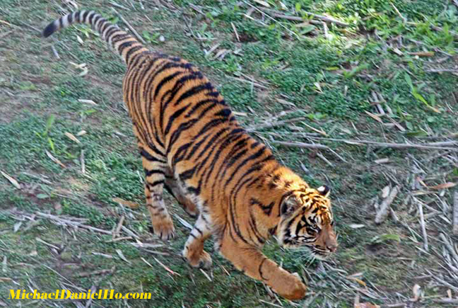 wild tiger photos