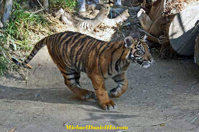 wild tiger photos