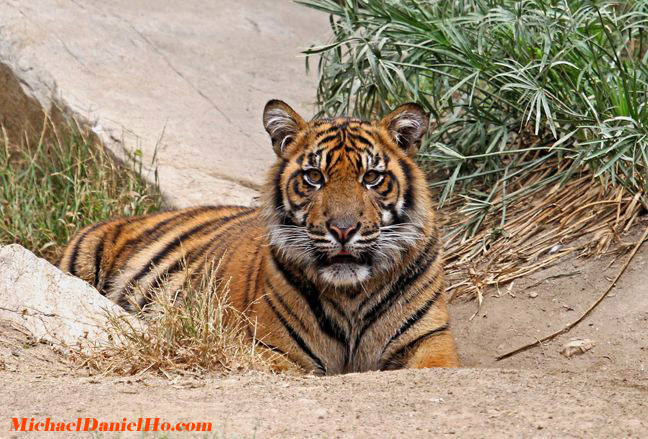 wild Tiger photos