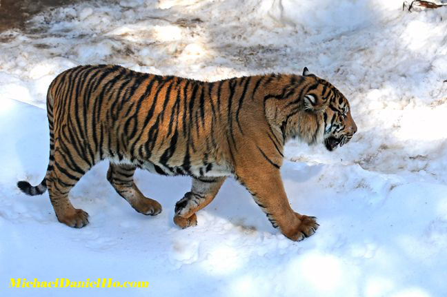 wild benagl tiger photos