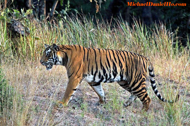 wild tiger photo