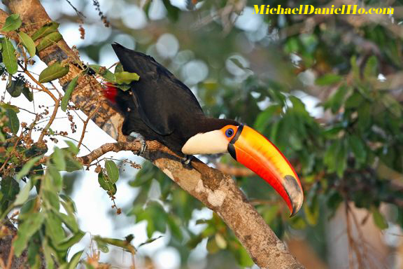 photo of toco toucan