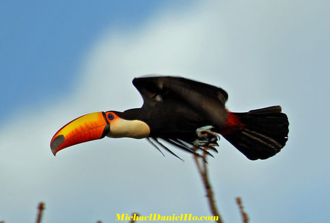 photo of toco toucan in flight