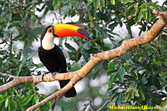 photo of Toco Toucan