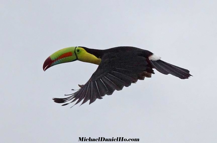 photo of toucan