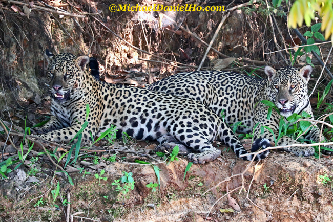 two jaguars on river bank, Pantanal, Brazil