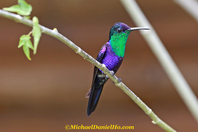 violet crowned woodnymph hummingbird in Costa Rica
