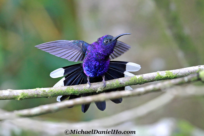 violet saberwing hummingbird in Costa Rica