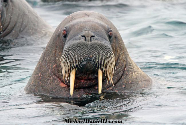 Atlantic walrus in the water, in the high Arctic