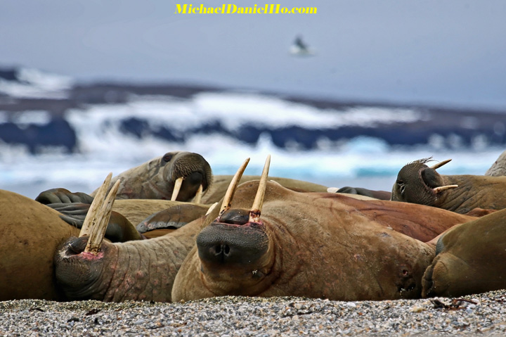 photo of atlantic walruses