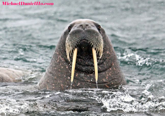photo of atlantic walrus