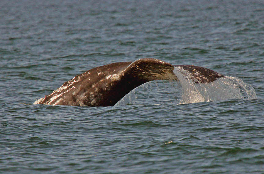 gray whale image