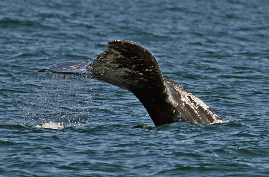 gray whale photography