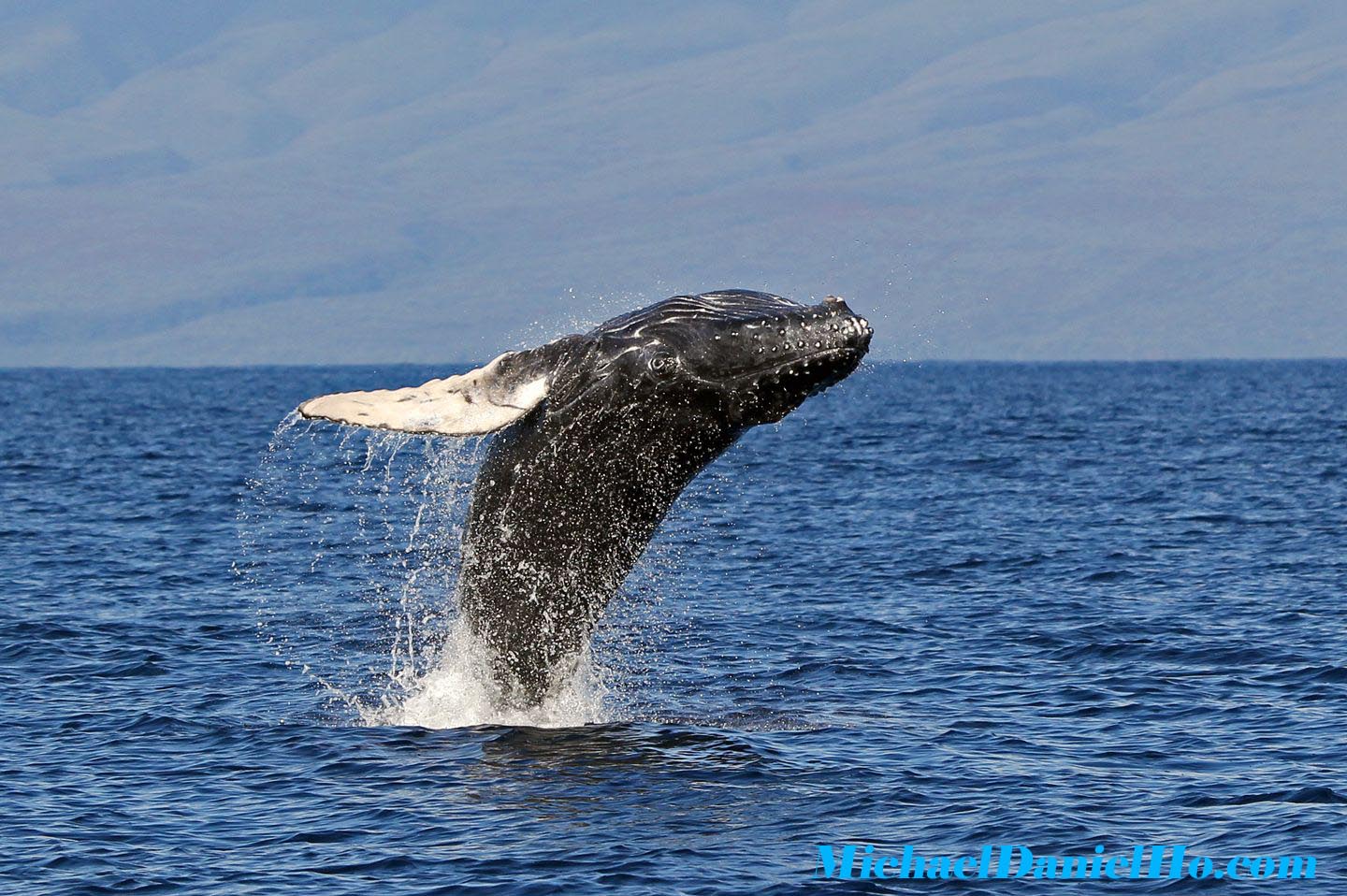 Humpback whale wallpapers