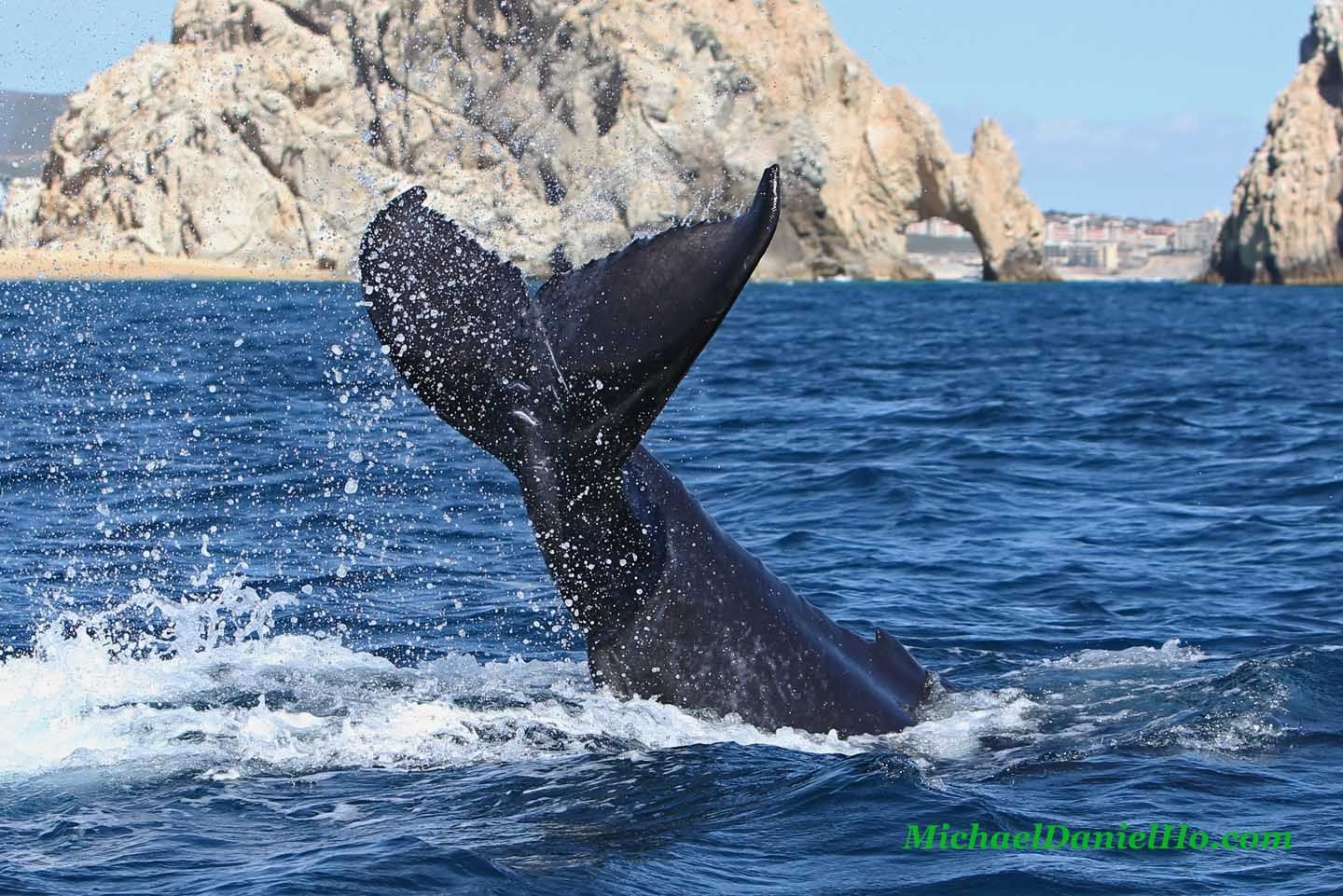 humpback whale wallpapers