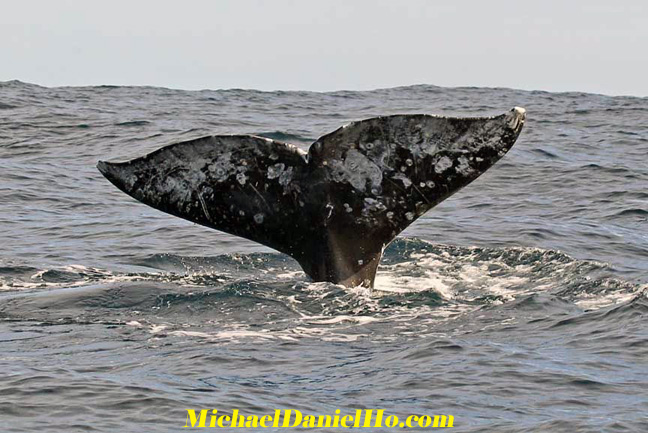 gray whale