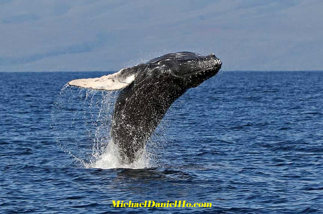 humpback whale photos