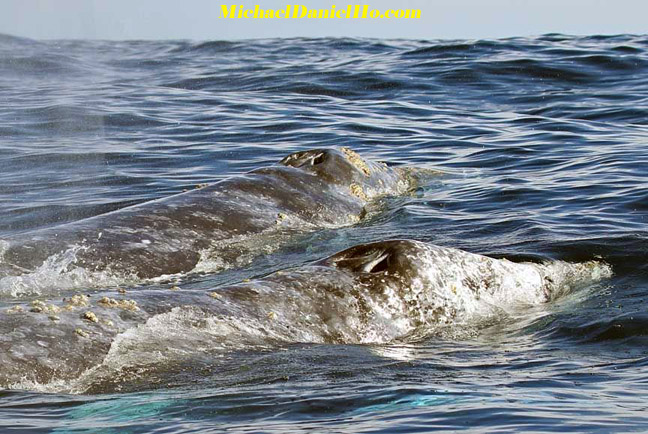 gray whale pic