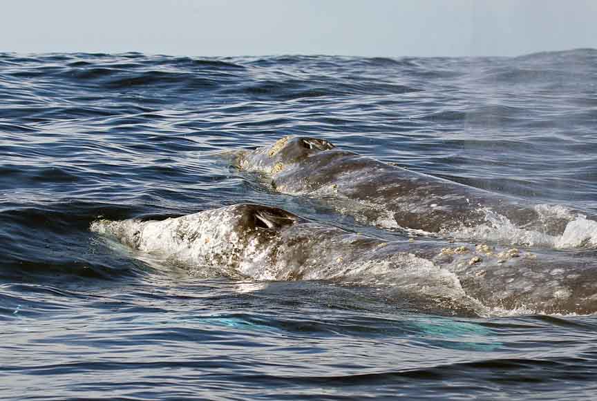gray whale image