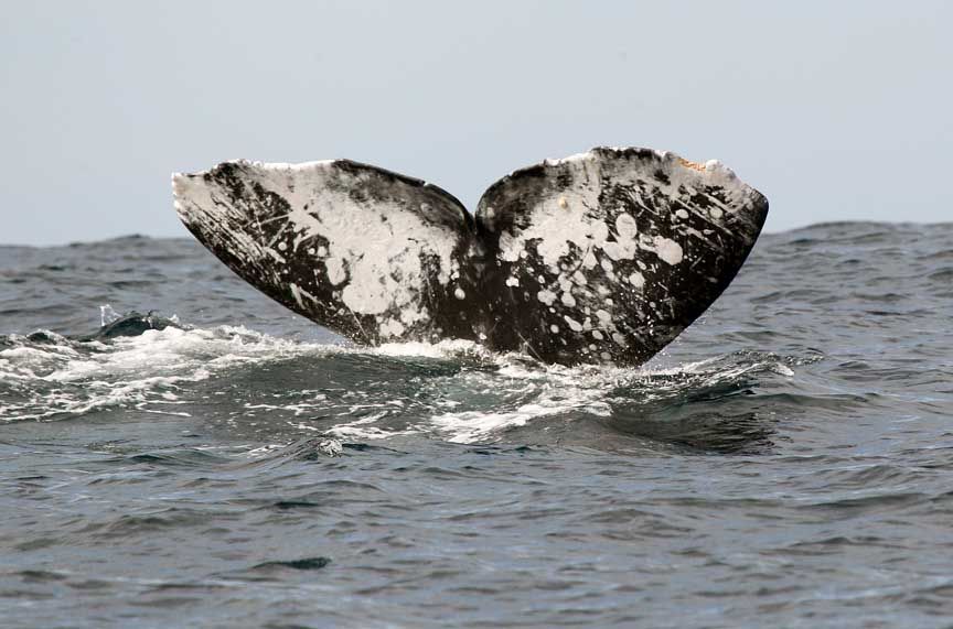 gray whale pic