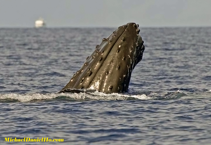 humpback whale spyhopping