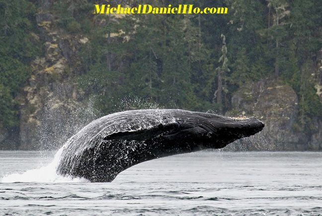 humpback whale photos