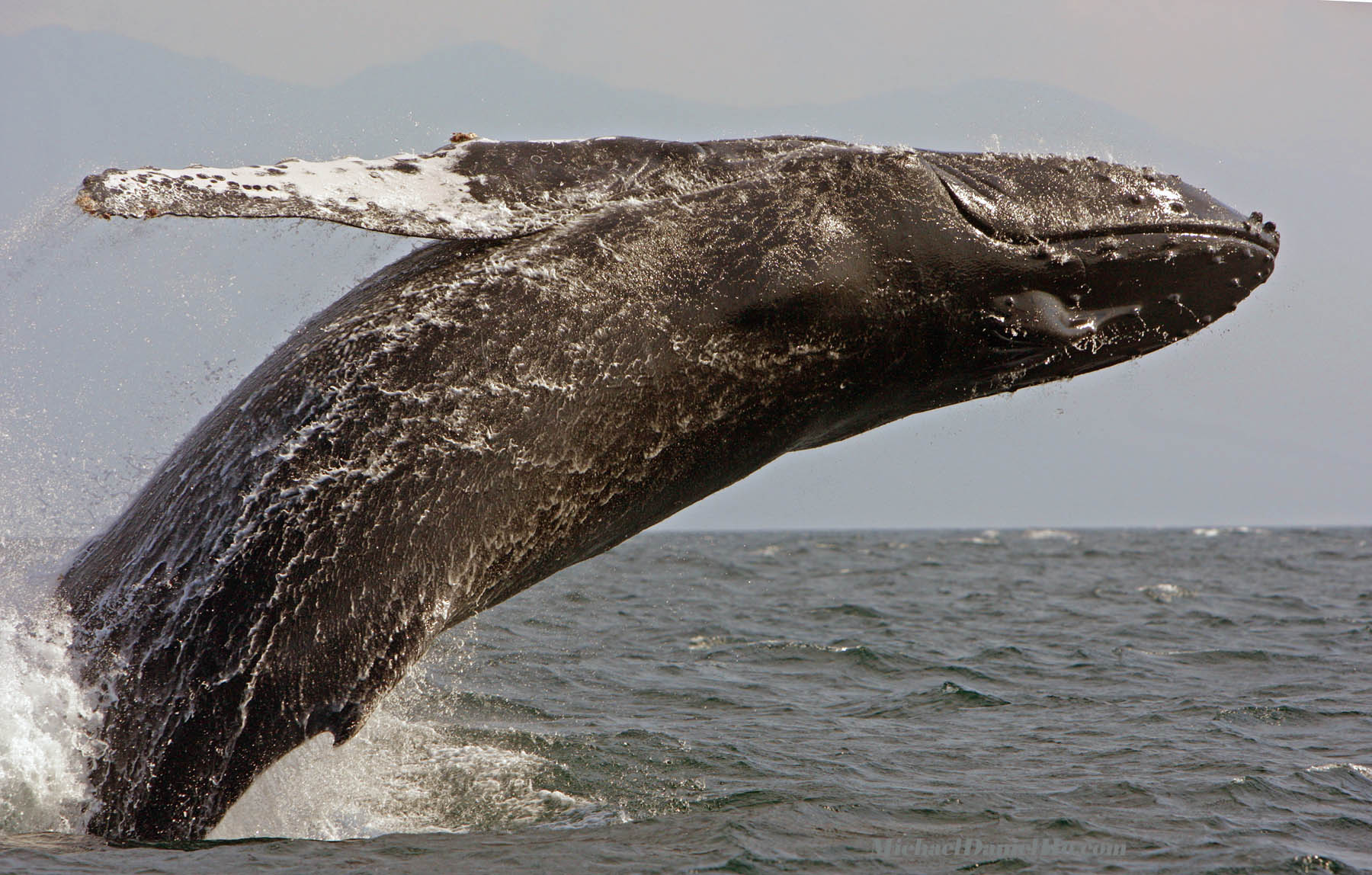 humpback whale breaching in Banderas Bay, Mexico