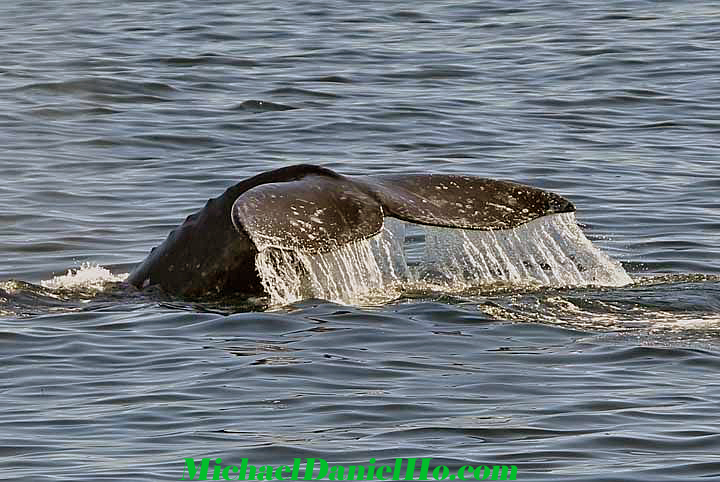 gray whale photo