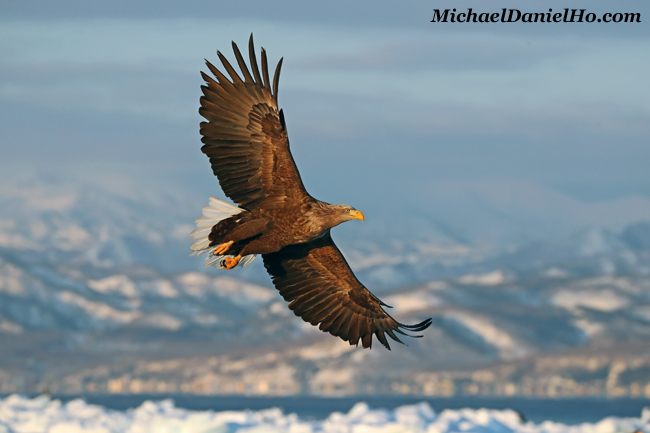 photo of white-tailed eagle in flight