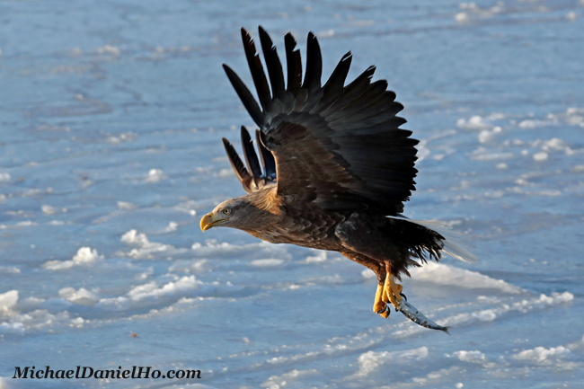 photo of white-tailed eagle with fish