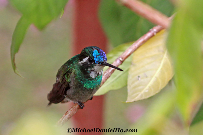white-throated mountaingem hummingbird in Costa Rica