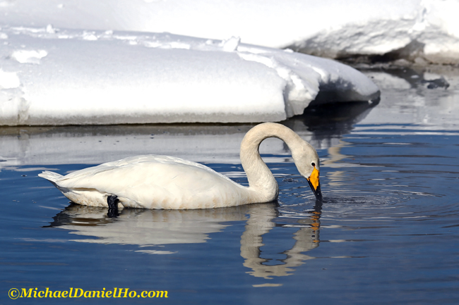 photo of whopper swan in lake
