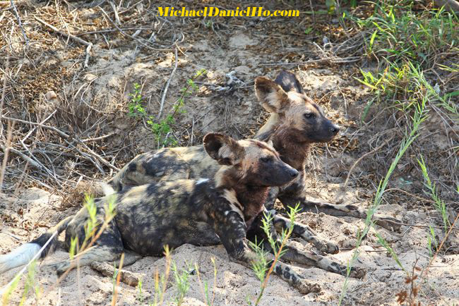 wild dogs in south africa